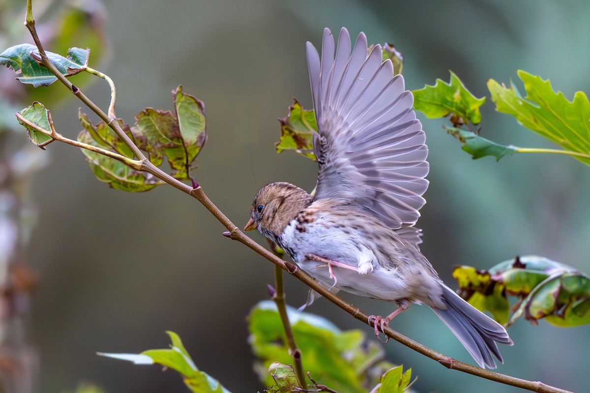 Harris's Sparrow - ML618521970