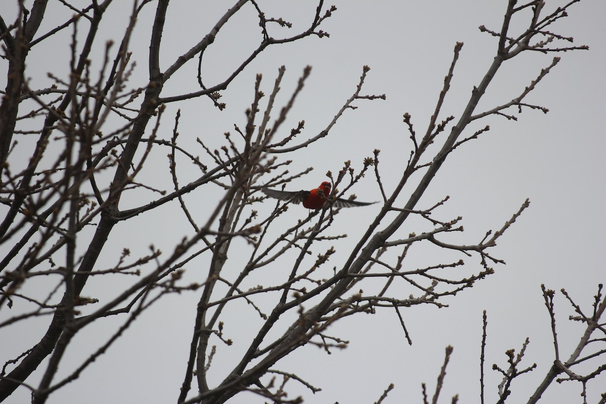 Scarlet Tanager - ML618521972
