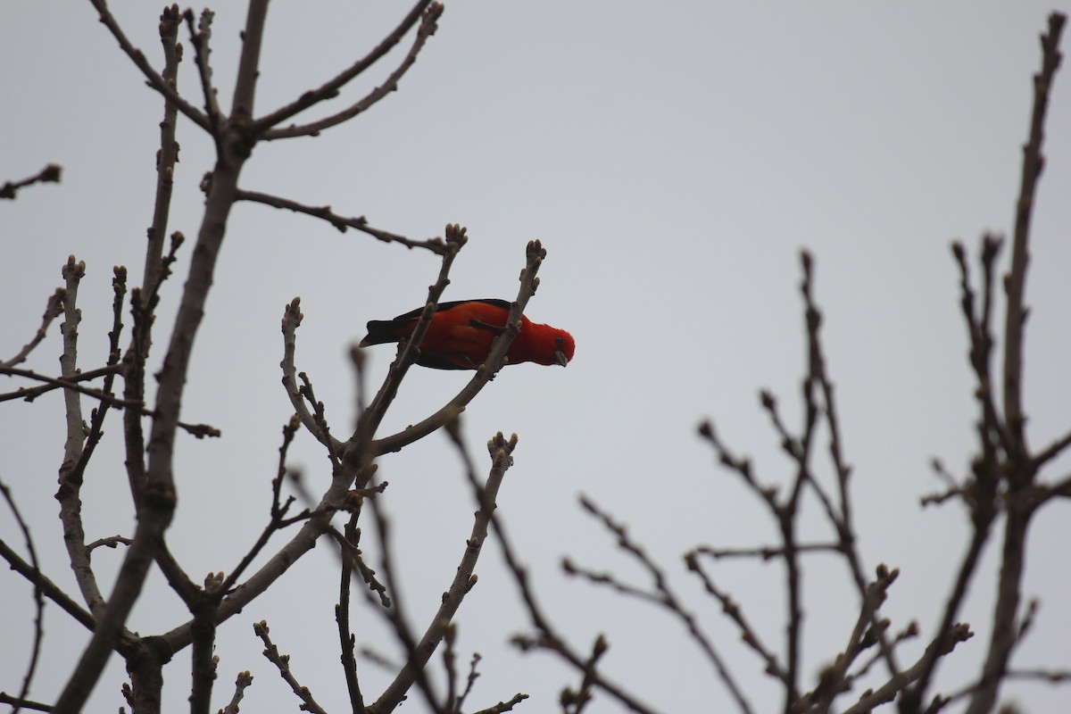 Scarlet Tanager - ML618521973