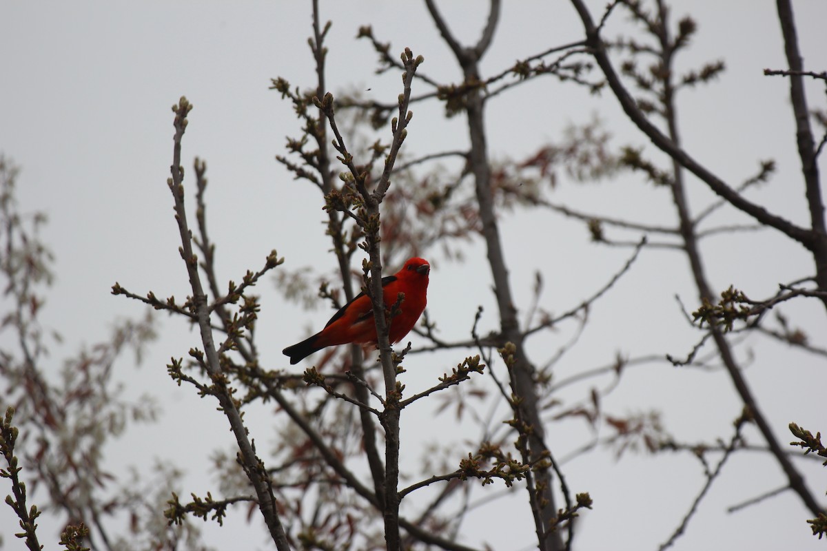 Scarlet Tanager - ML618521974