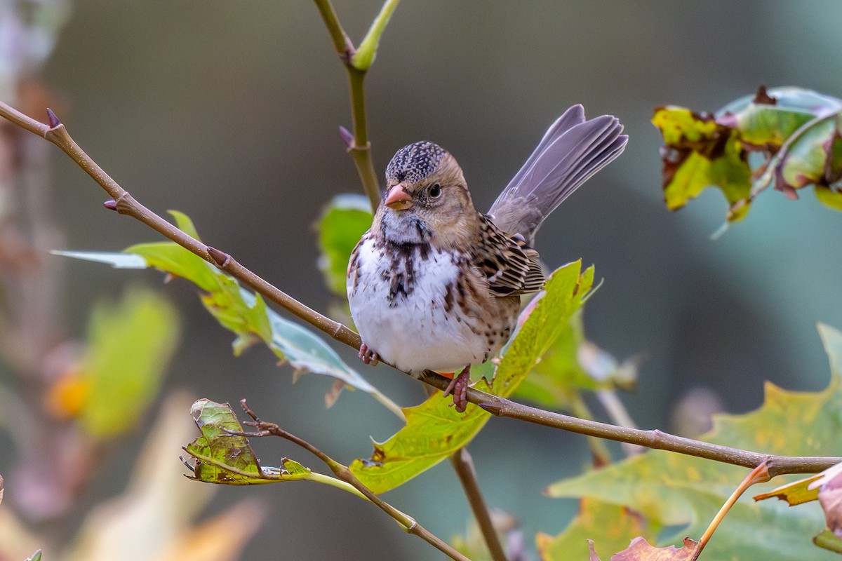 Harris's Sparrow - ML618521999