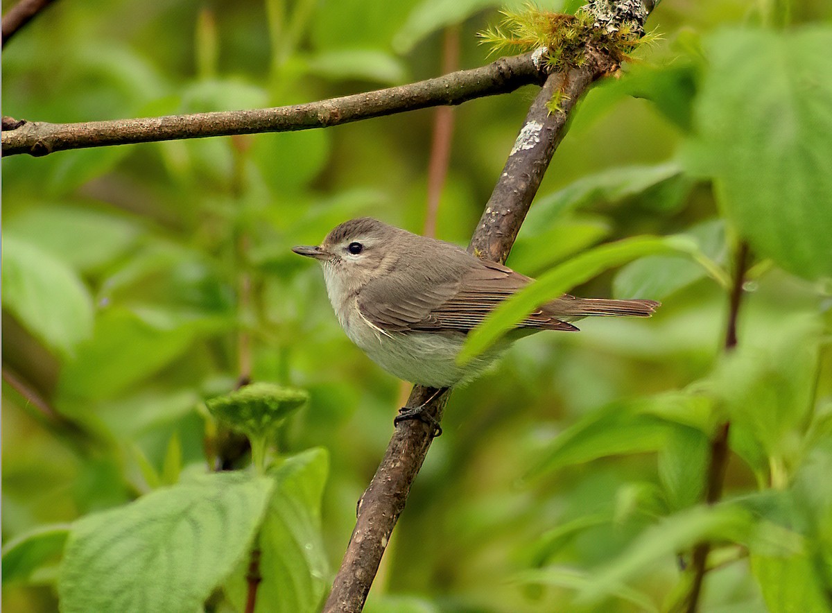 Warbling Vireo - John Raymond