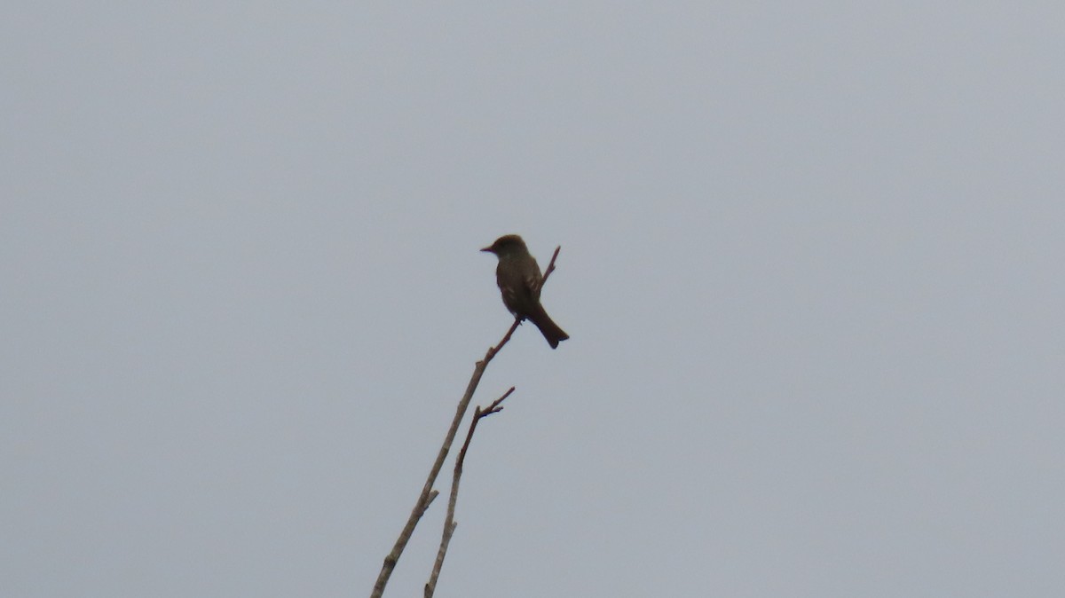 Olive-sided Flycatcher - ML618522010