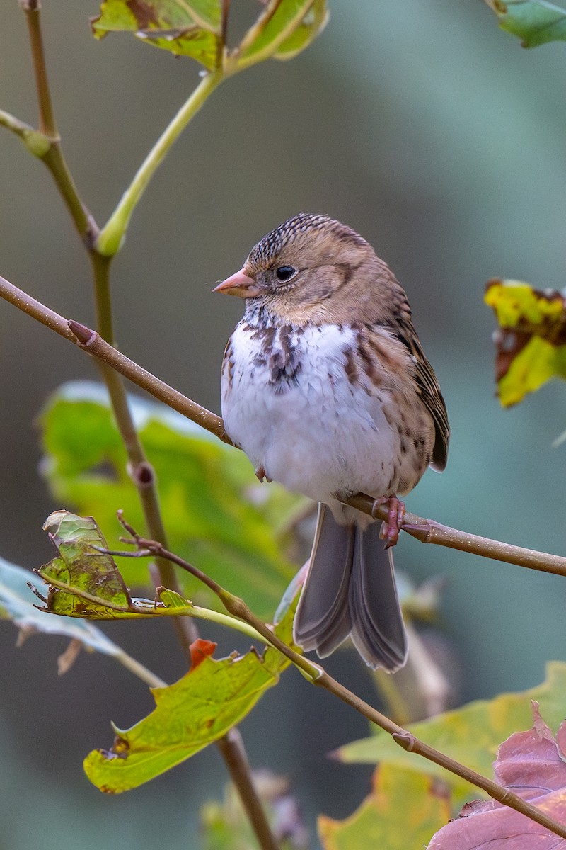 Harris's Sparrow - ML618522013