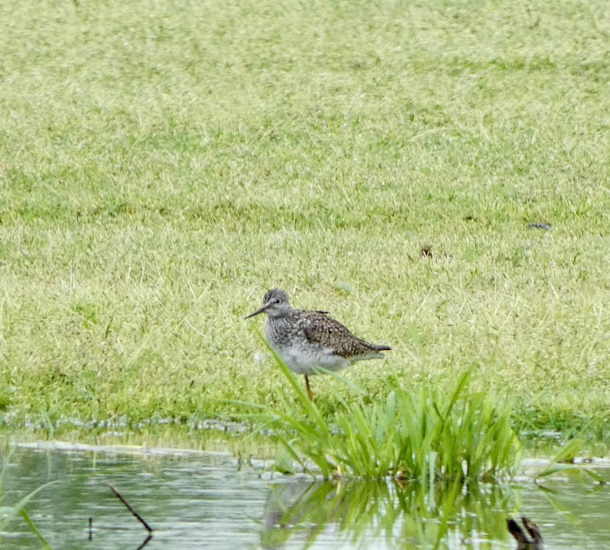 Lesser Yellowlegs - ML618522016