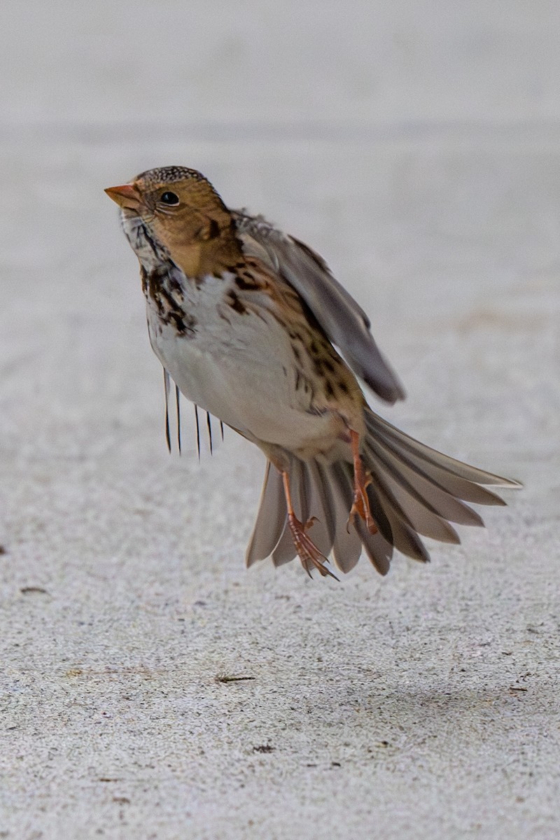 Harris's Sparrow - ML618522028