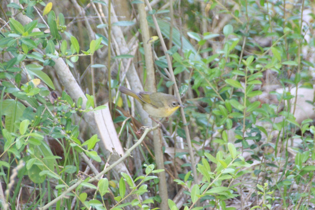 Common Yellowthroat - ML618522038