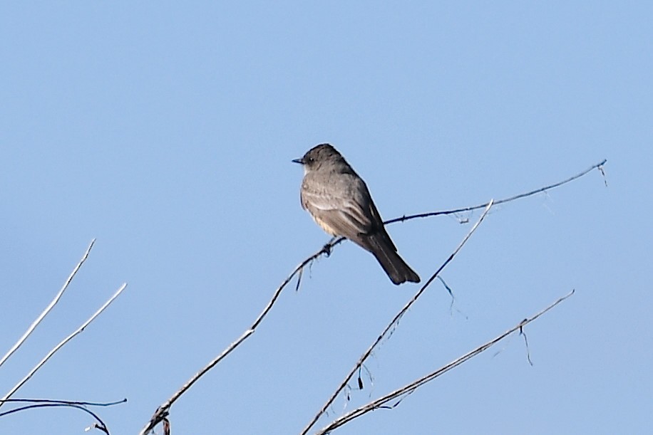 Say's Phoebe - Ken Beeney