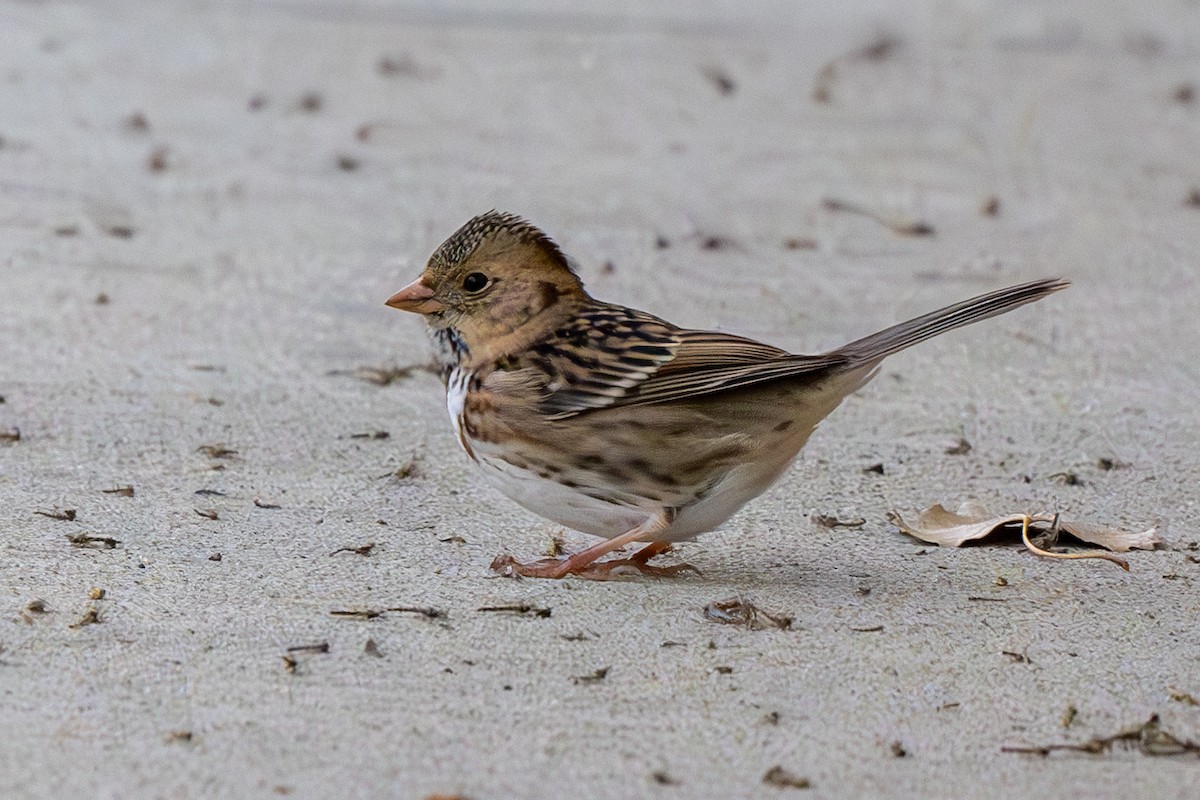 Harris's Sparrow - ML618522046