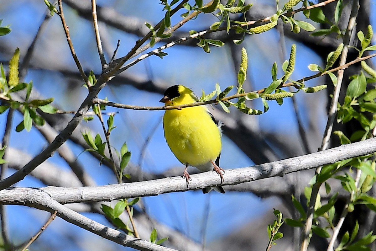 Chardonneret jaune - ML618522049