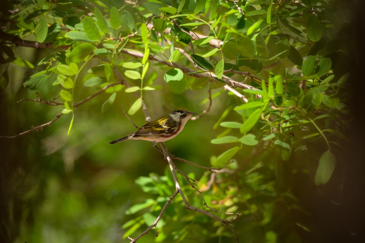 Chestnut-sided Warbler - ML618522051