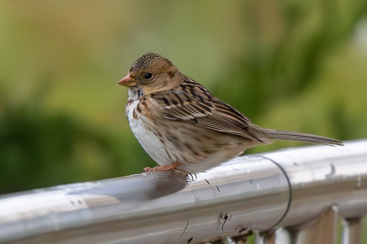 Harris's Sparrow - ML618522054