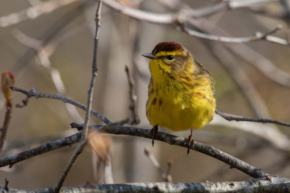 Palm Warbler (Yellow) - Mike Tucker