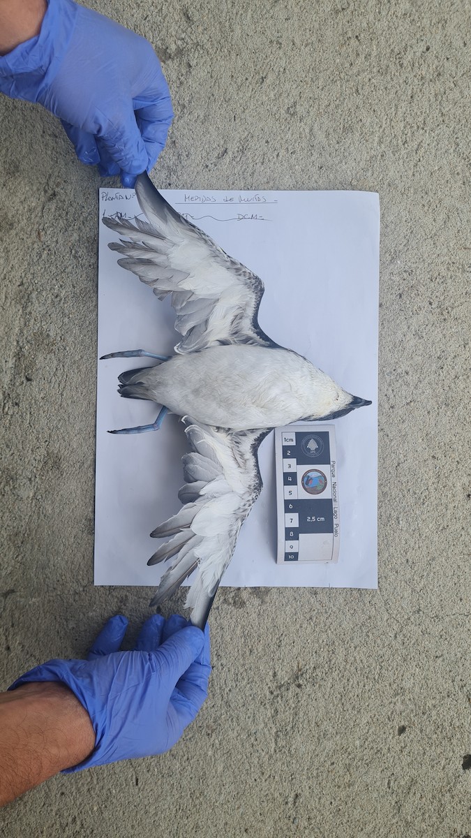 マゼランモグリウミツバメ - ML618522072