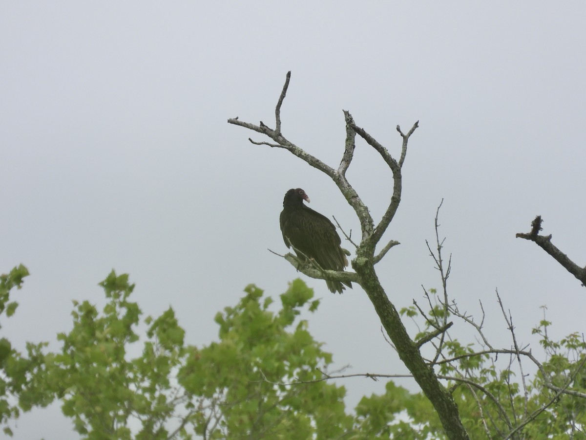 ヒメコンドル - ML618522073