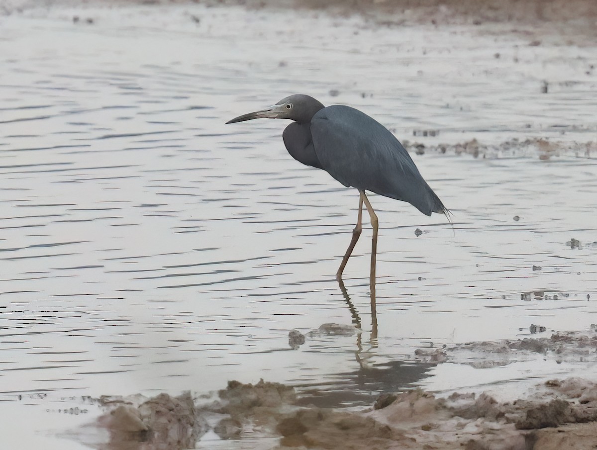 Little Blue Heron - Sally Veach