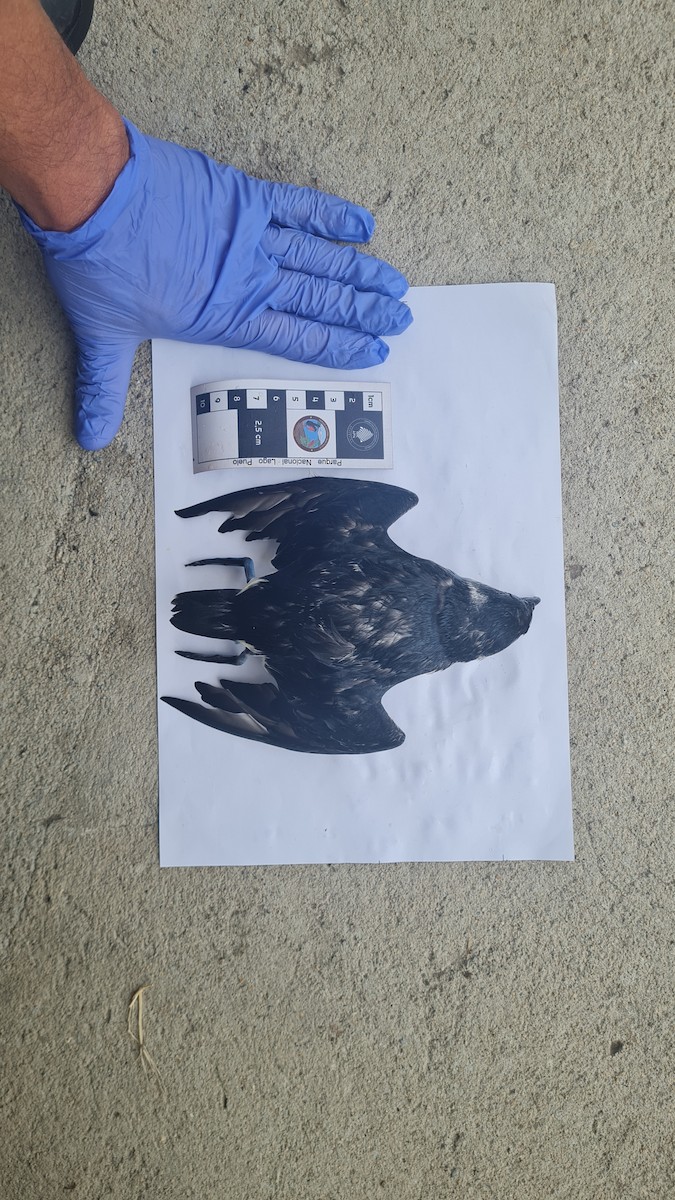 マゼランモグリウミツバメ - ML618522083