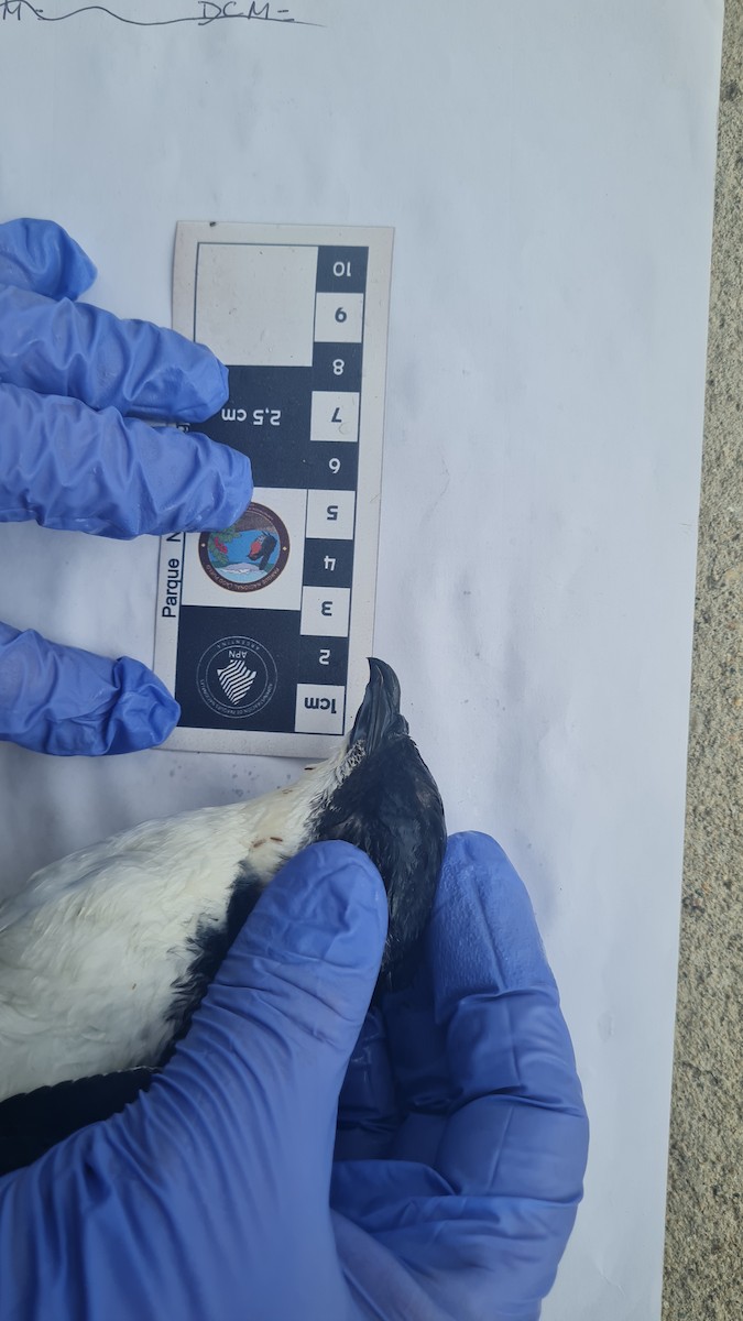 マゼランモグリウミツバメ - ML618522096