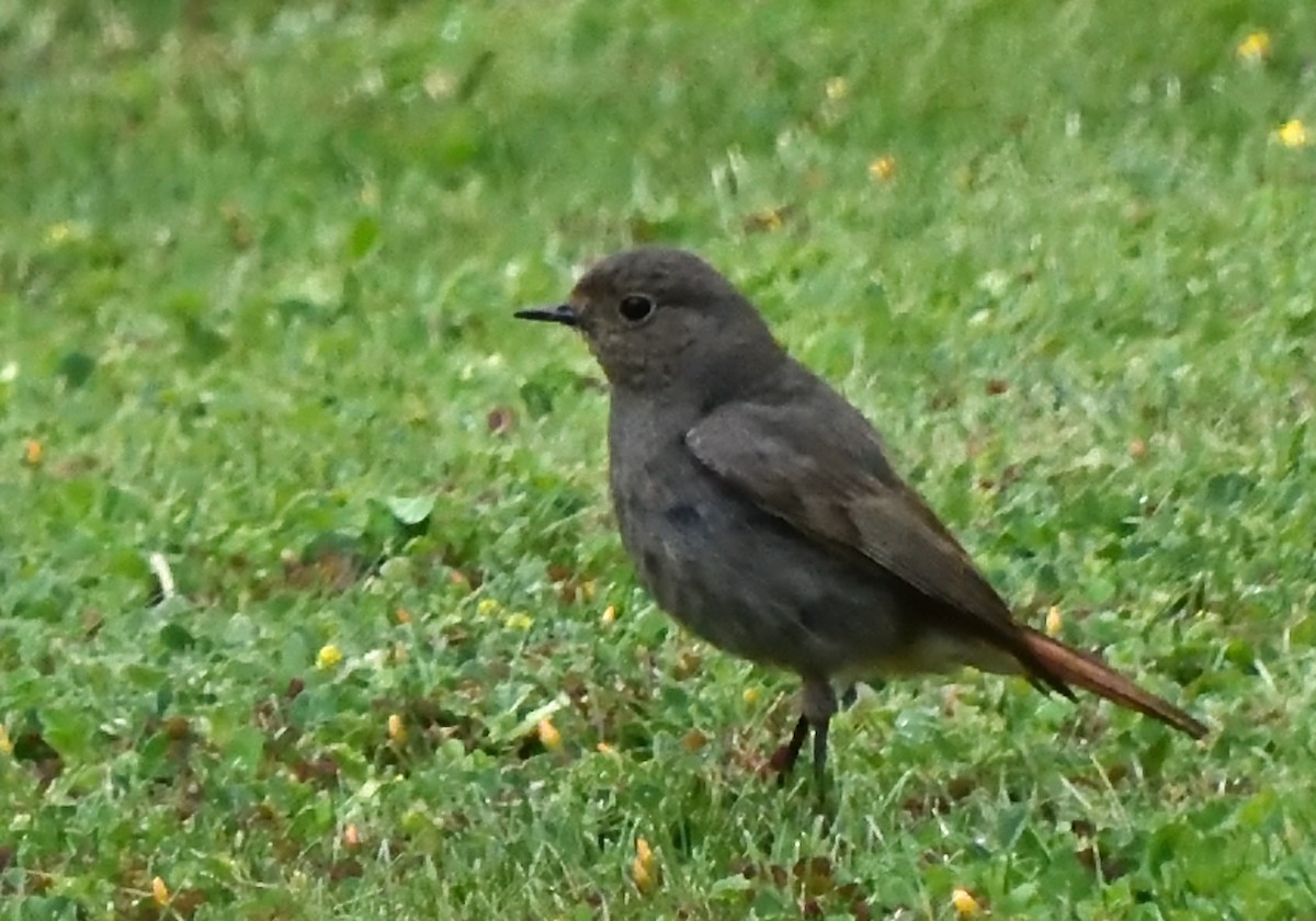 Black Redstart - ML618522119