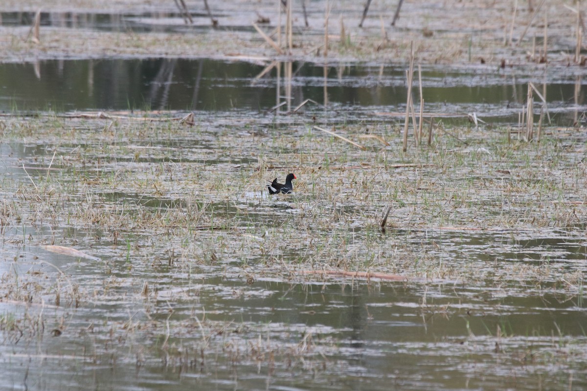 Common Gallinule - Keith Matthieu