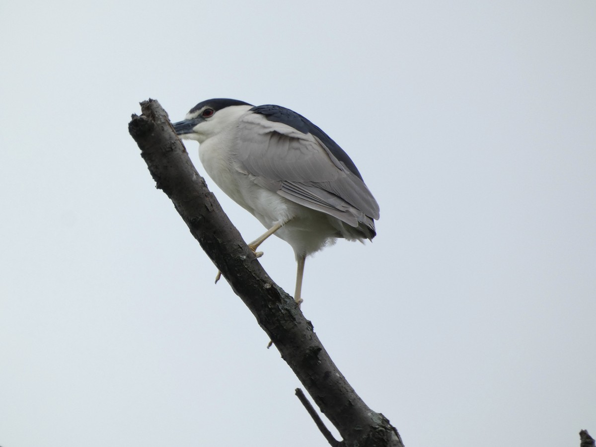 Black-crowned Night Heron - ML618522157