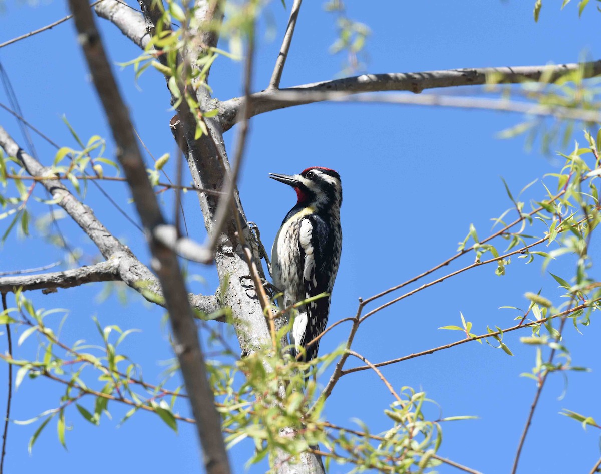 Yellow-bellied Sapsucker - Rich Ashcraft