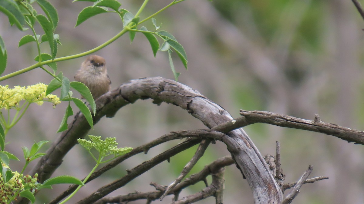 Bushtit - Brian Nothhelfer