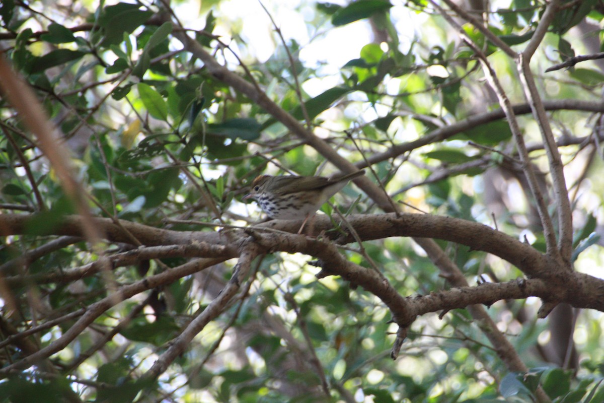 Ovenbird - ML618522169