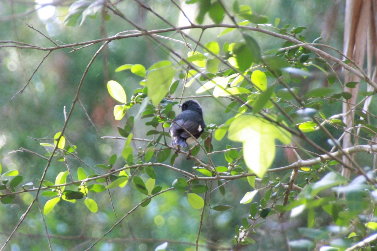 Paruline bleue - ML618522179