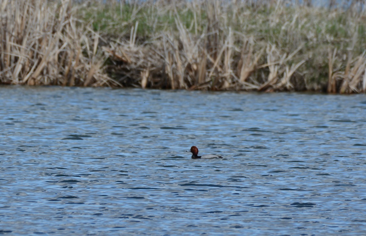 Redhead - ML618522196