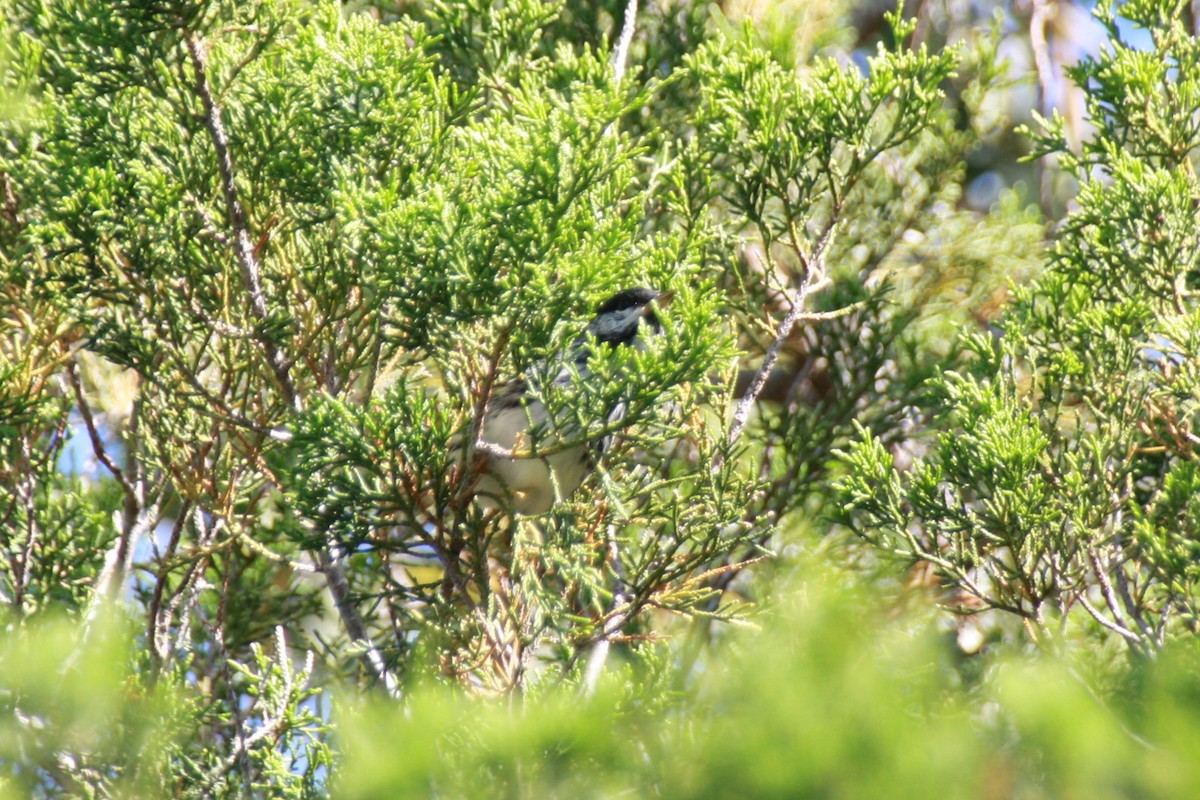 Blackpoll Warbler - ML618522198