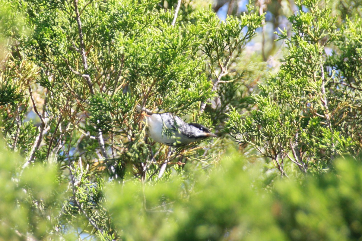 Blackpoll Warbler - ML618522199