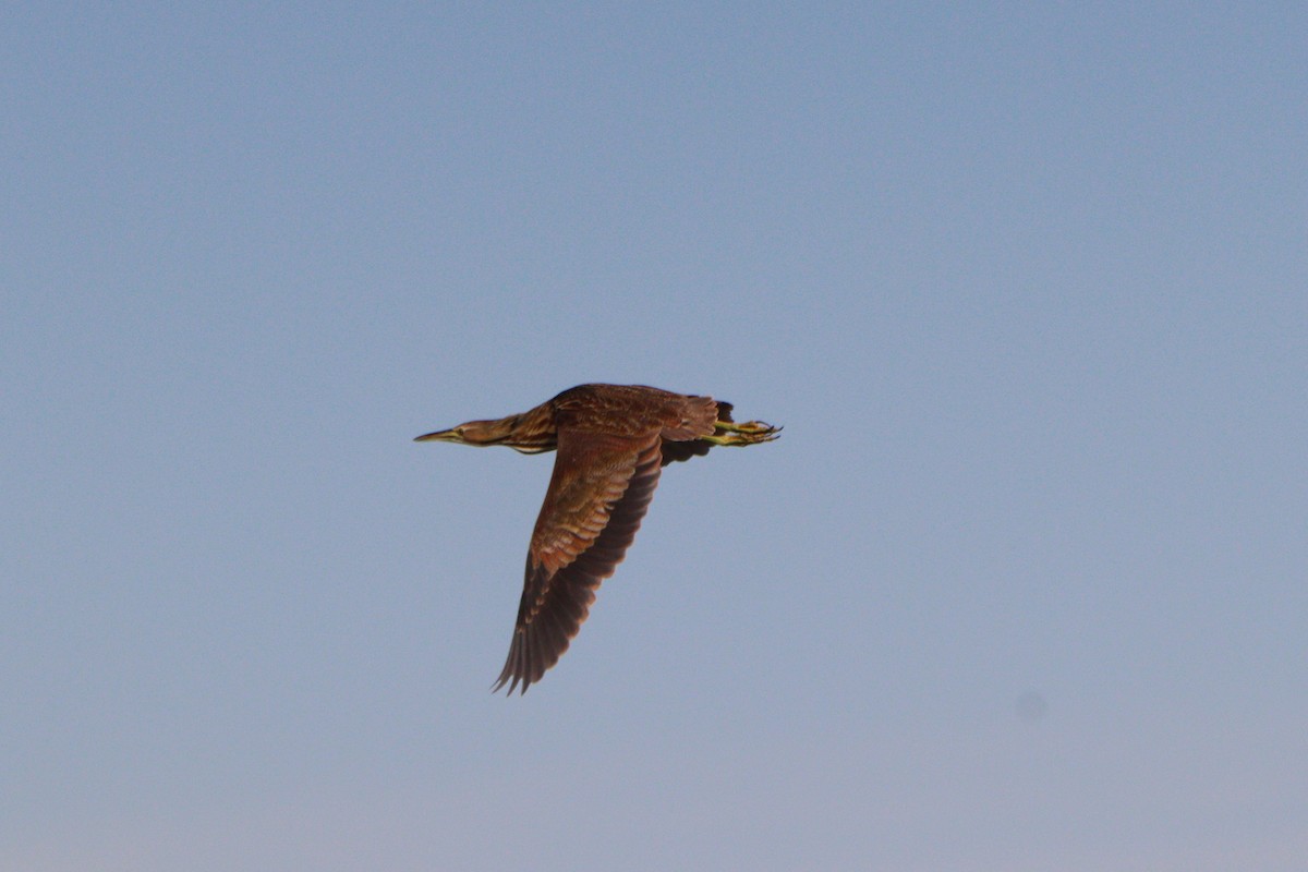 American Bittern - Sharon Nethercott