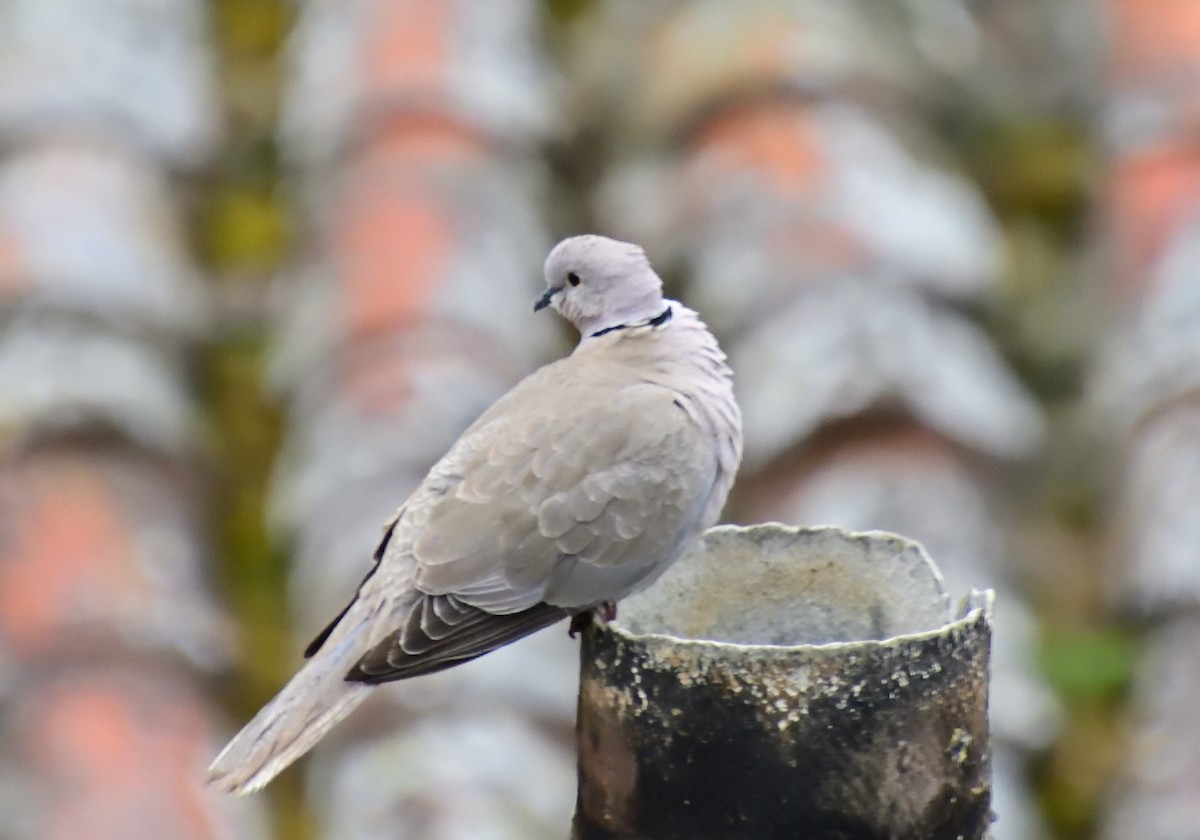 Eurasian Collared-Dove - ML618522204