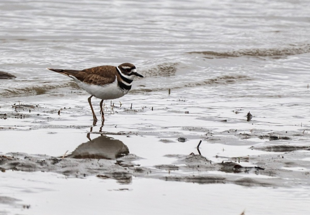 Killdeer - ML618522207