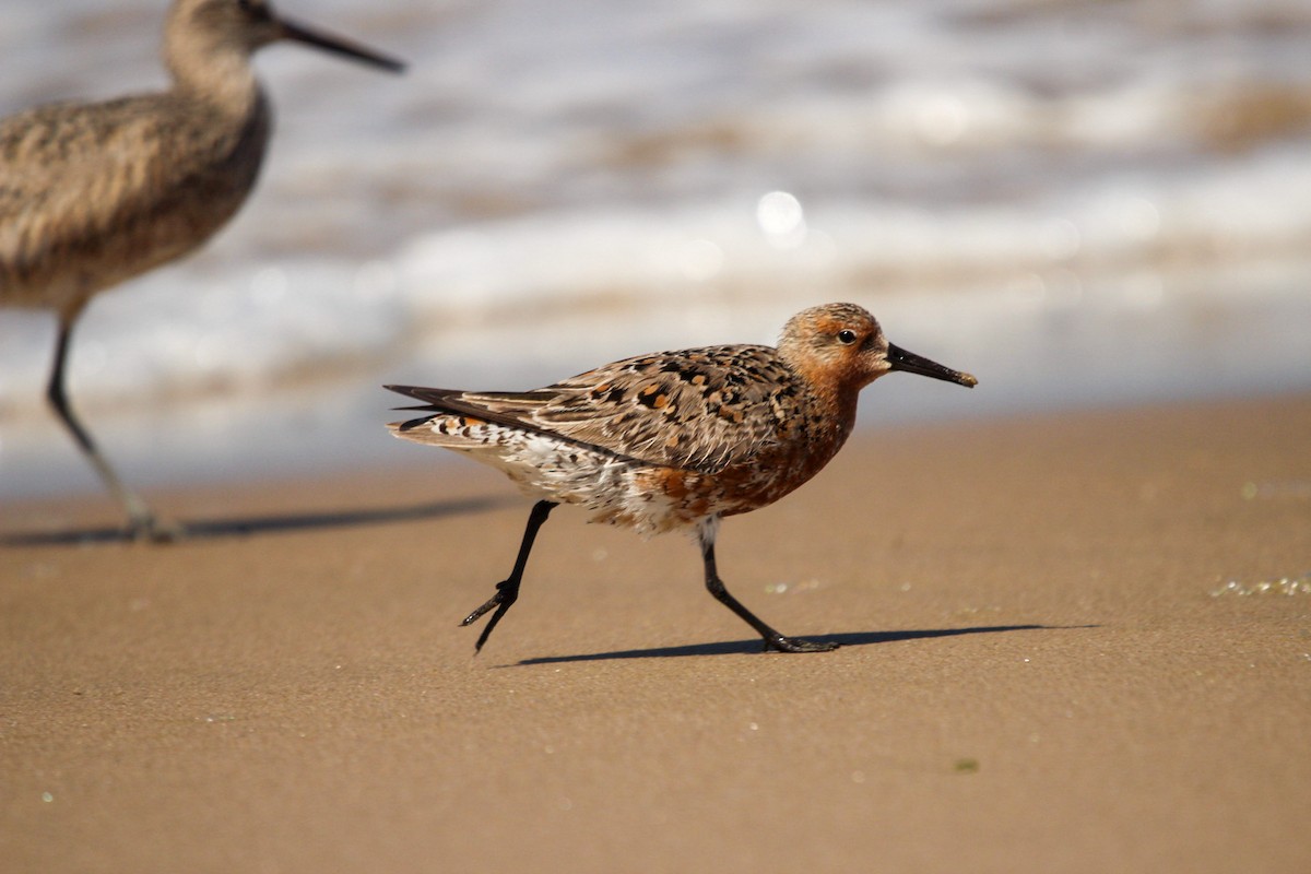 Red Knot - ML618522224