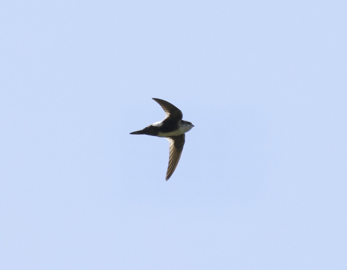 White-throated Swift - Adam Dudley