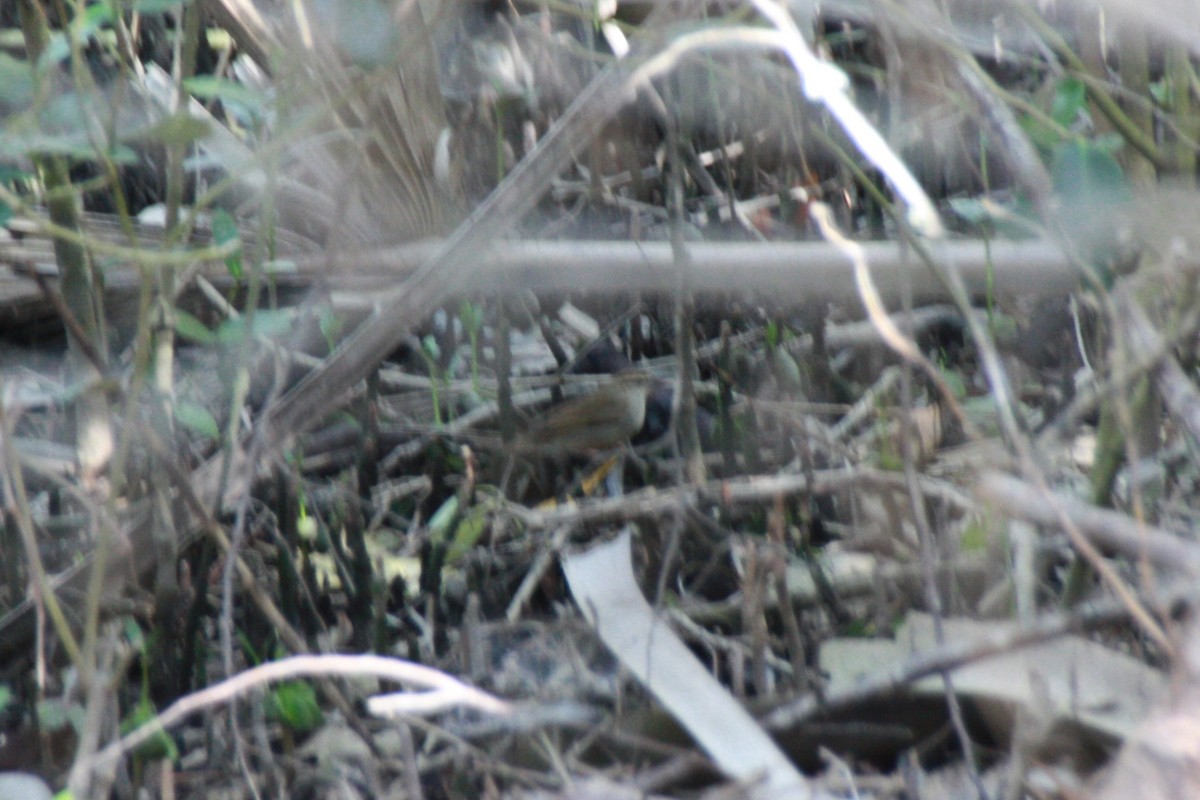 Swainson's Warbler - ML618522237