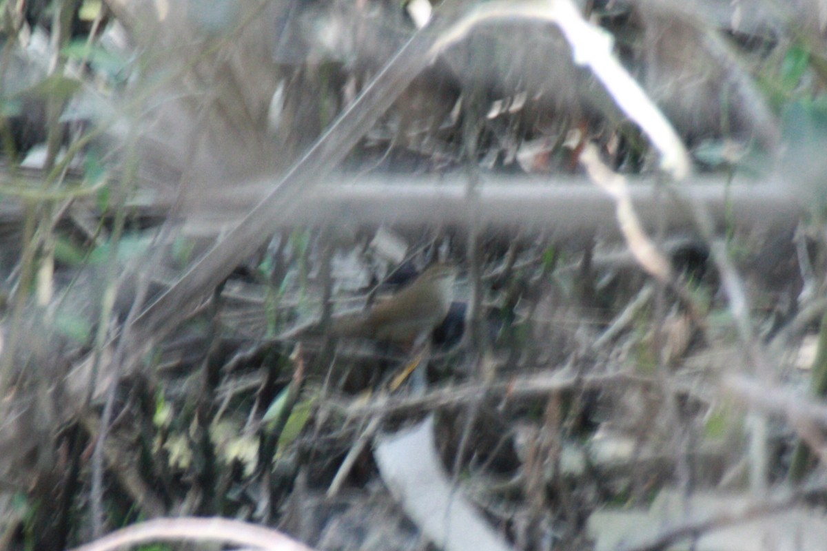 Swainson's Warbler - ML618522238