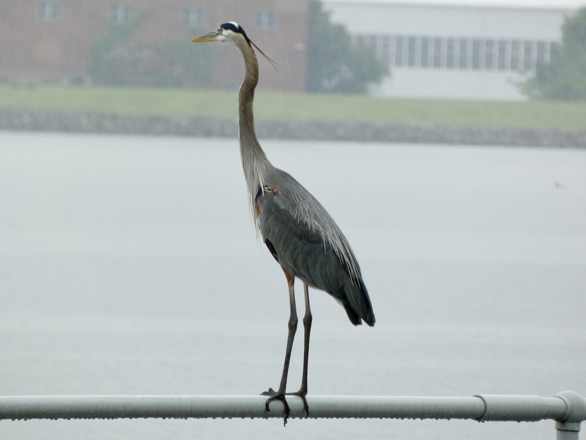 Great Blue Heron - ML618522263