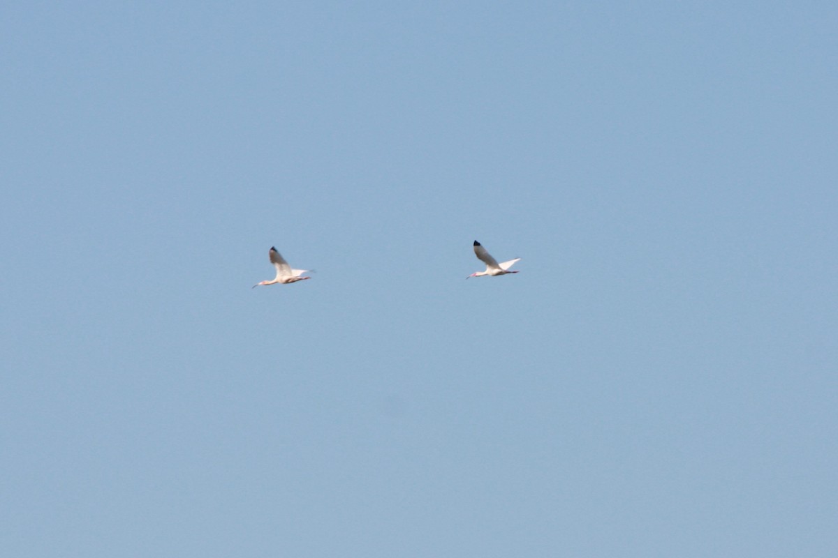 White Ibis - ML618522279