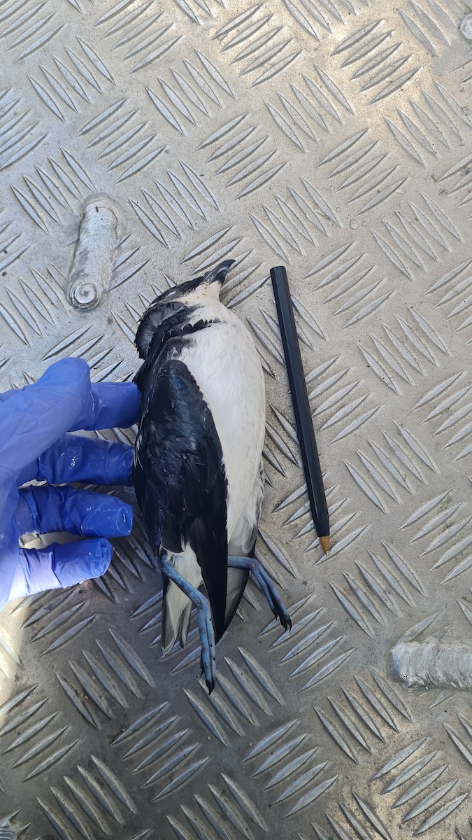 マゼランモグリウミツバメ - ML618522304