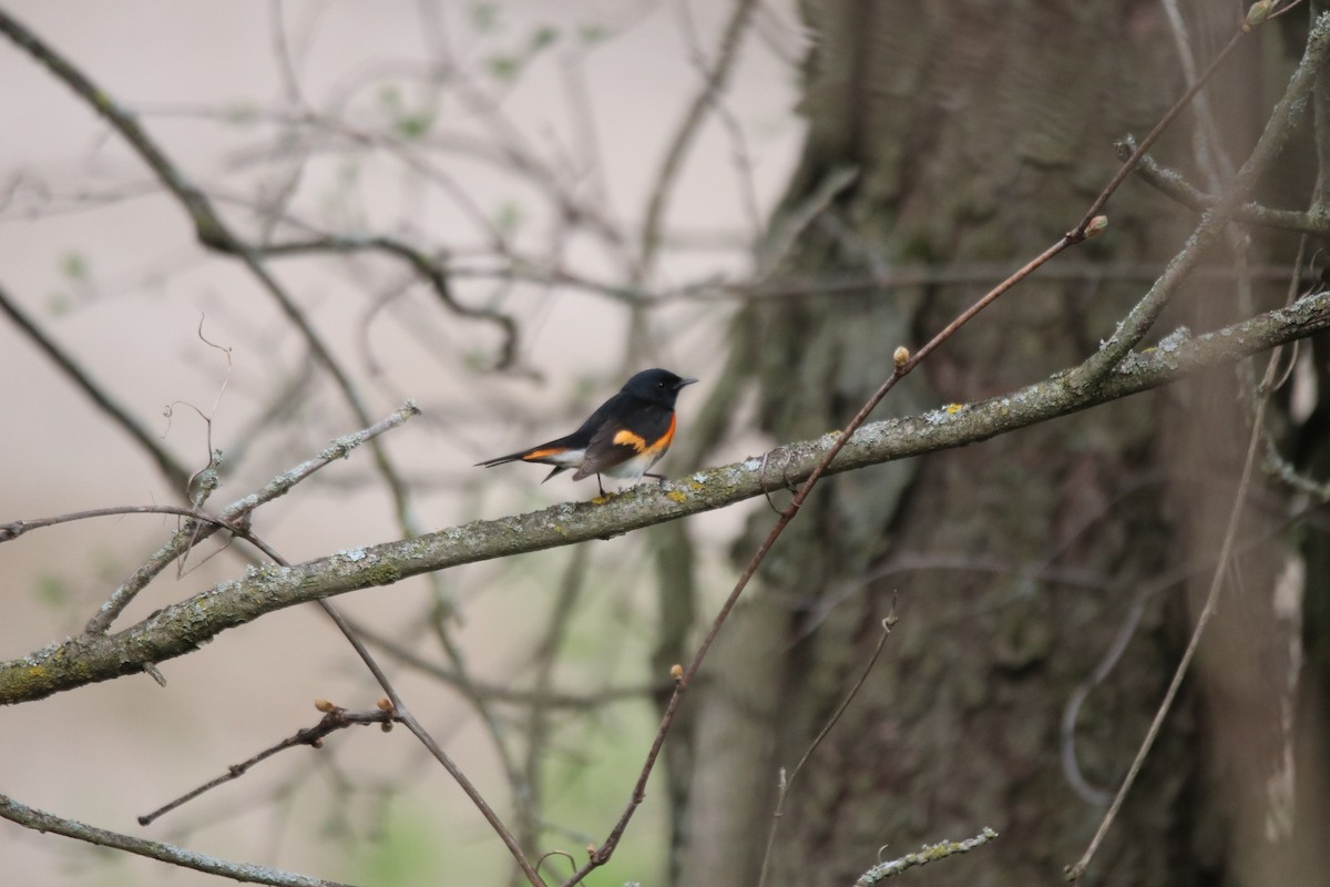 American Redstart - Keith Matthieu