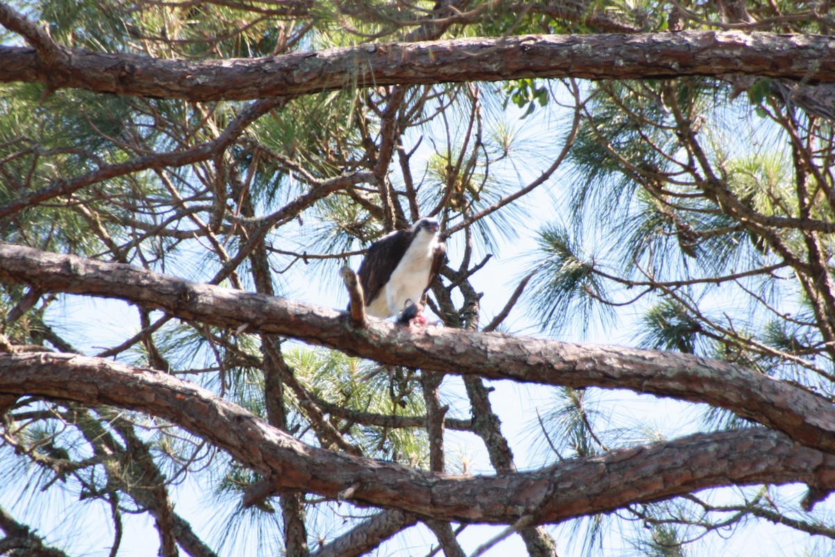 Balbuzard pêcheur - ML618522362