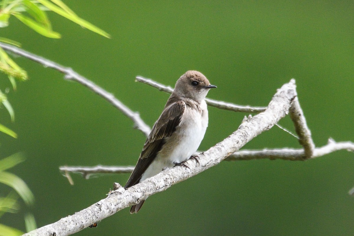 Northern Rough-winged Swallow - Beth and Dan Fedorko