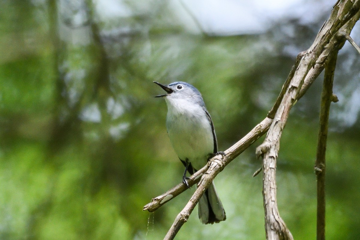 Blue-gray Gnatcatcher - Beth and Dan Fedorko