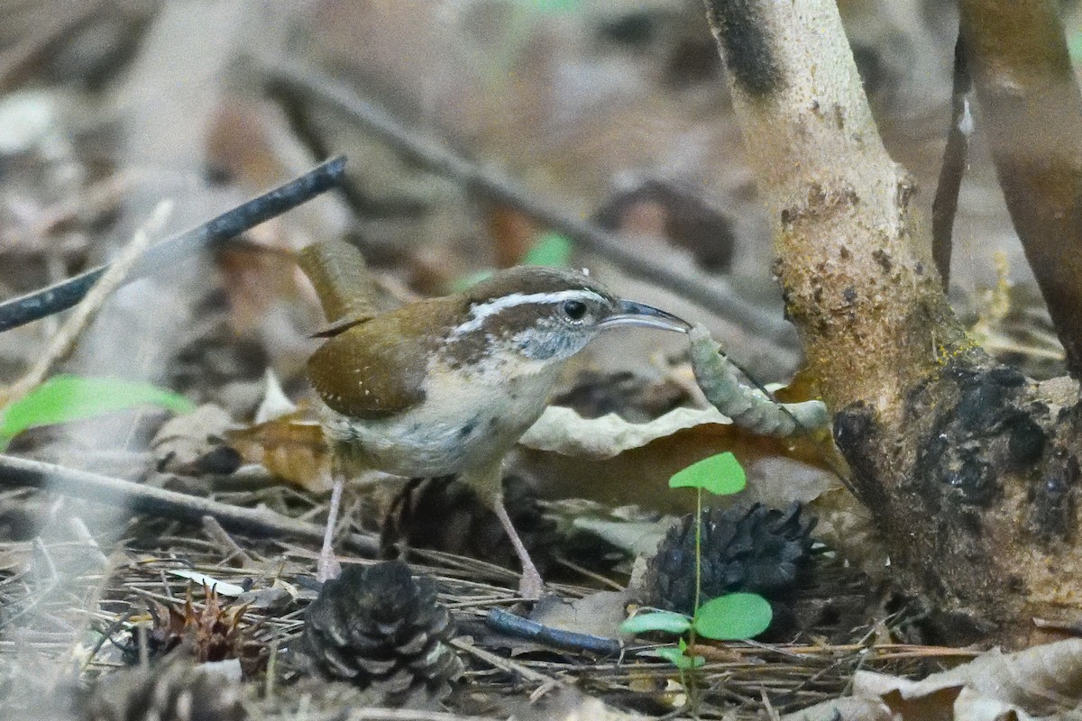 Carolina Wren - ML618522412