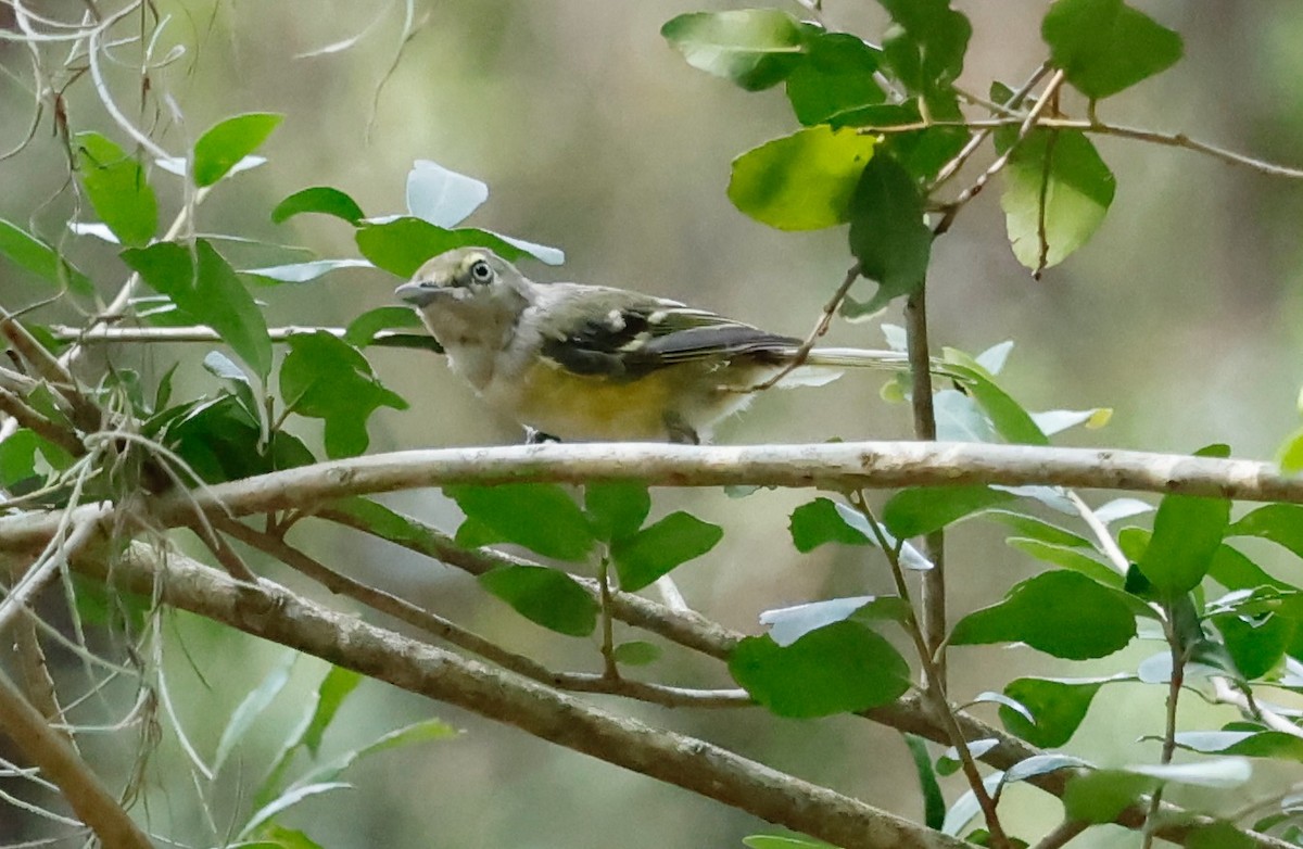 White-eyed Vireo - Robert Wallace