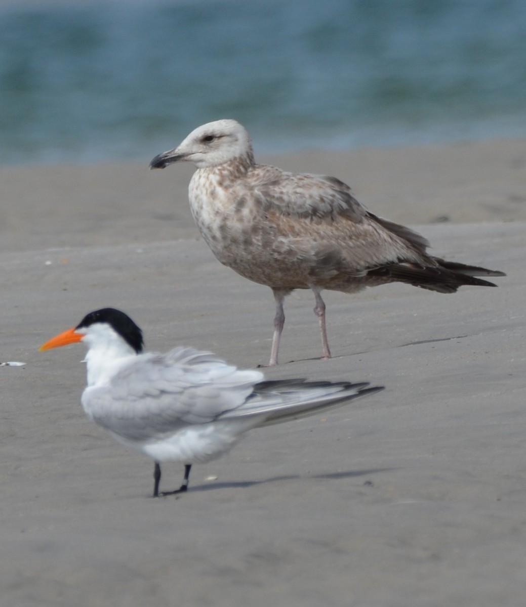 Herring Gull - Andrea Freeman