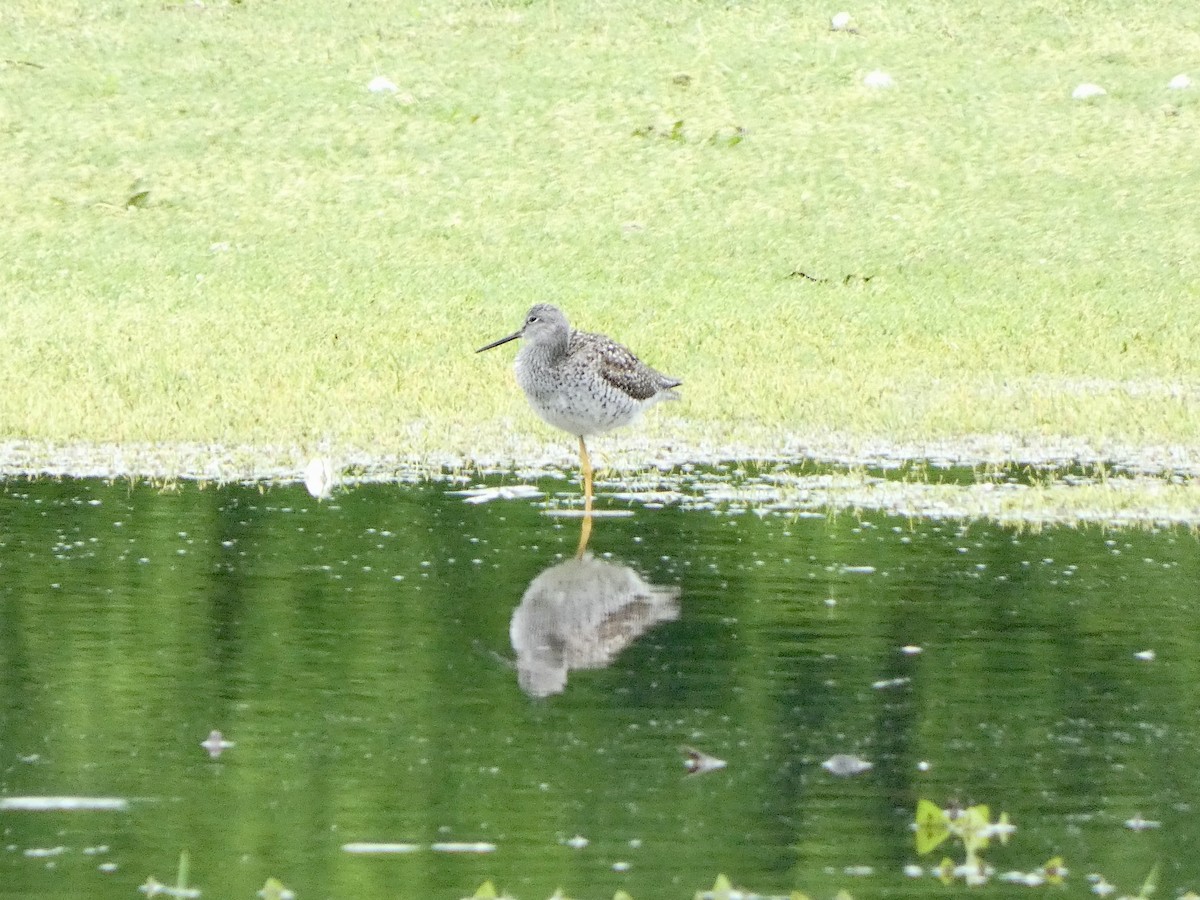 Greater Yellowlegs - ML618522505